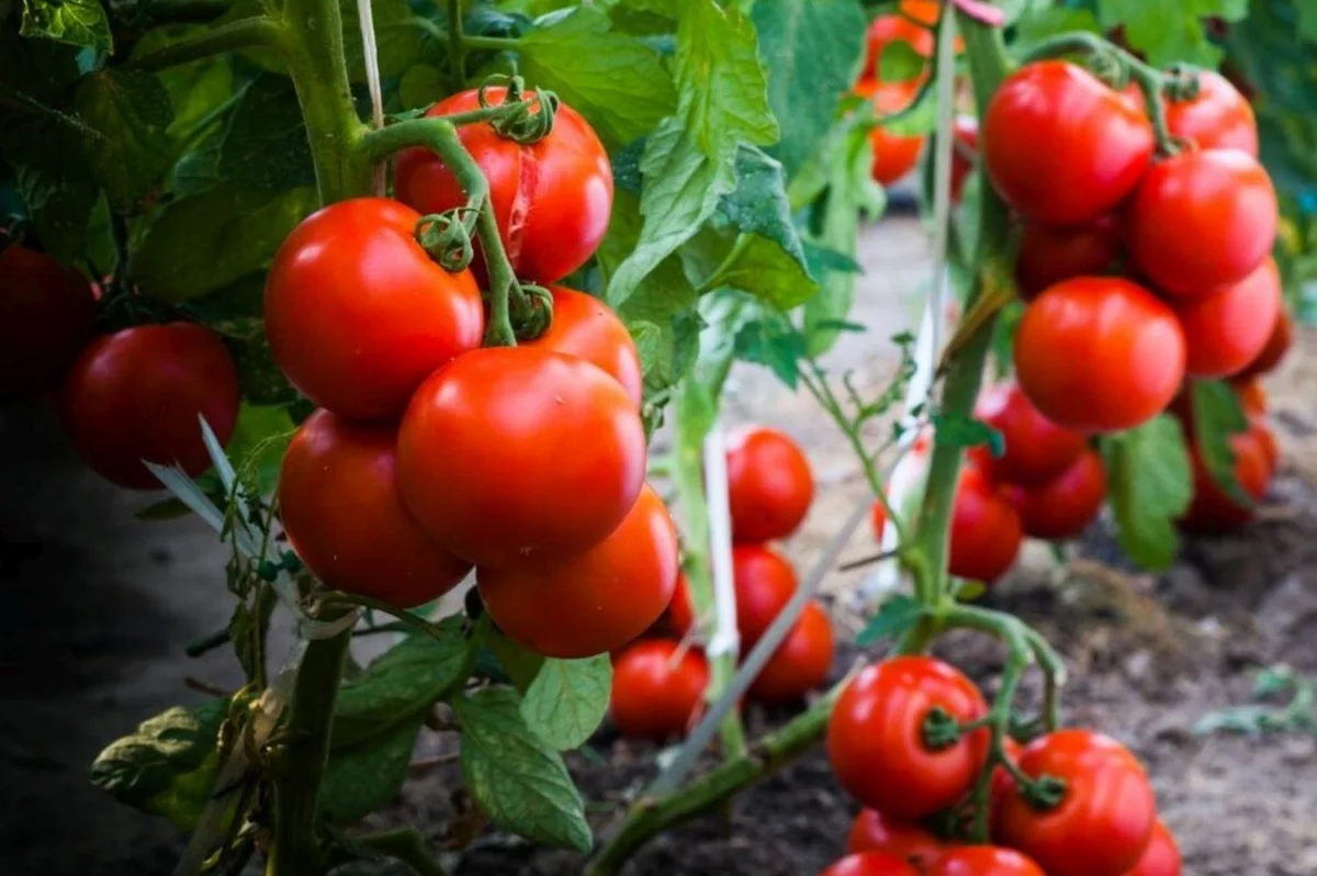 comment arroser correctement les tomates au printemps