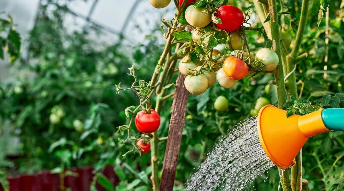 comment arroser les tomates nouvellement plantees
