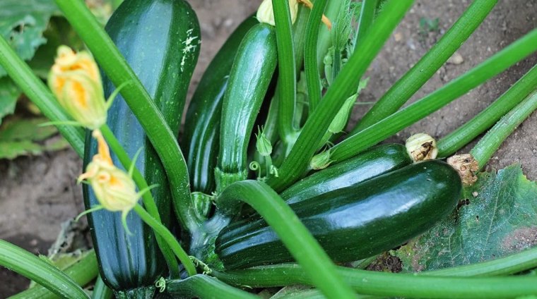 comment avoir beaucoup de courgettes sur un pied conseils