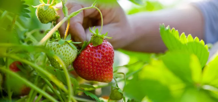 comment avoir beaucoup de fraises cet ete naturellement