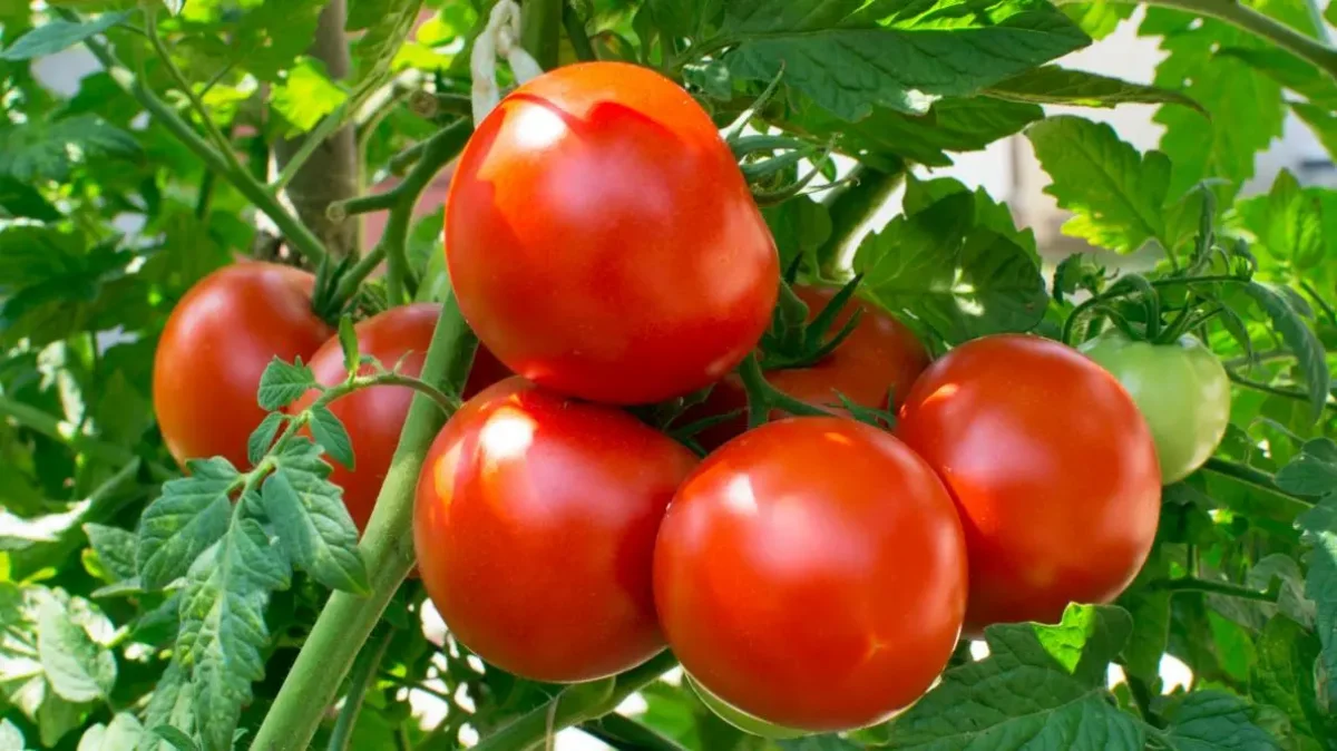 comment avoir beaucoup de tomates cet ete astuces