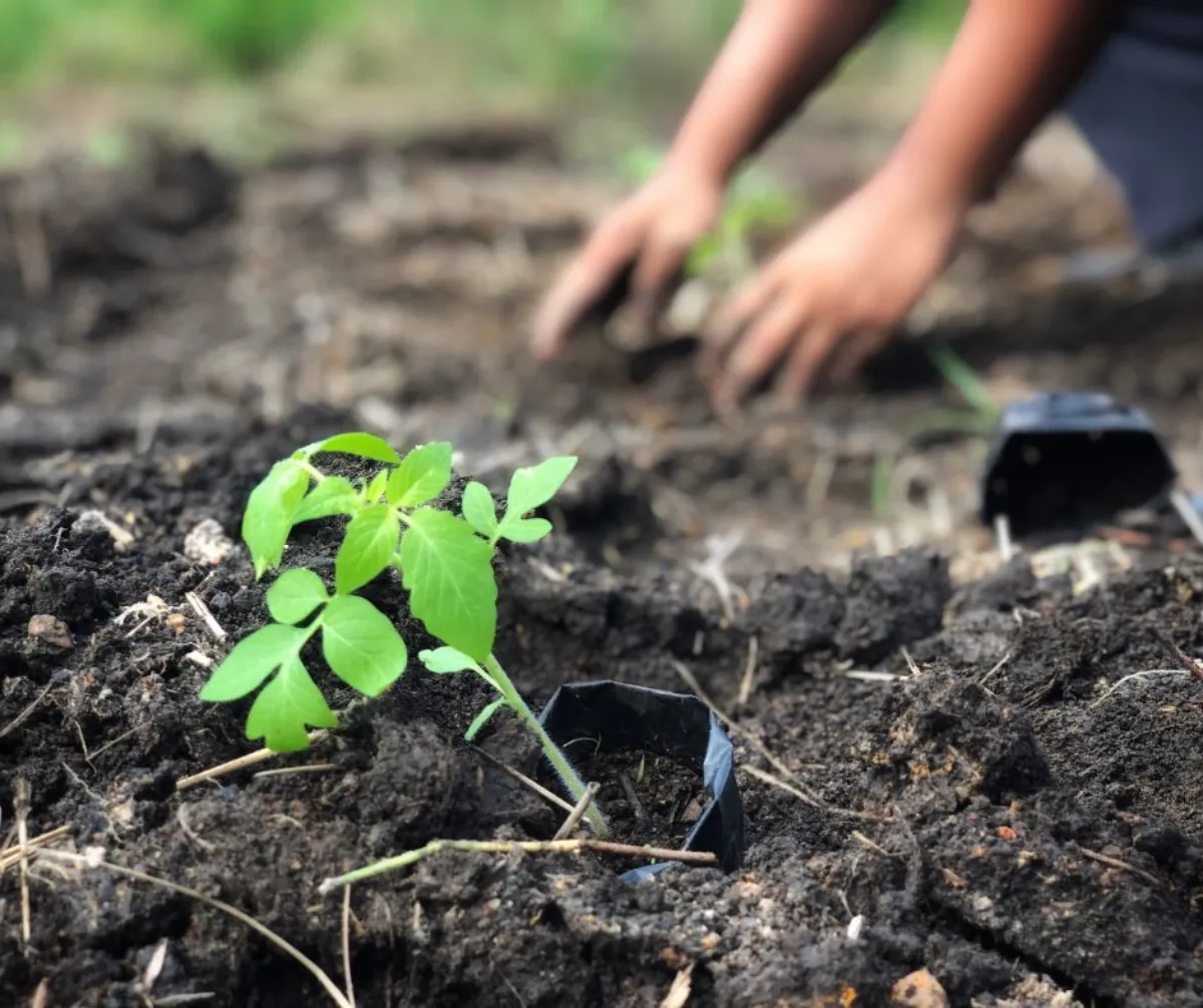 comment avoir de belles tomates au jardin planter un oeuf sous les tomates