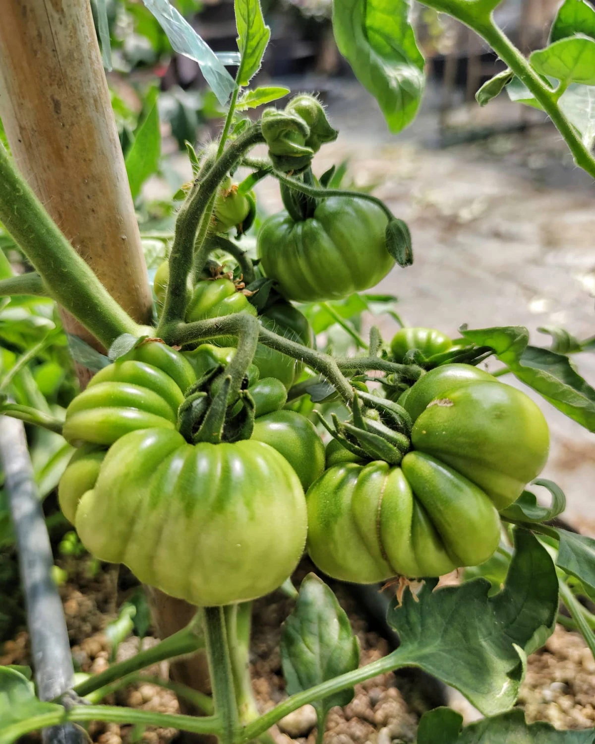 comment avoir une belle recolte de tomates vertes