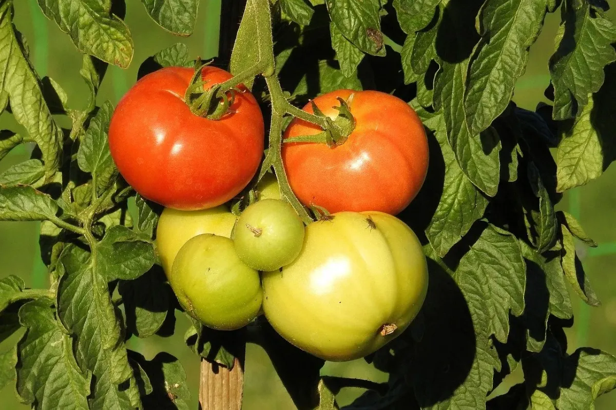 comment avoir une bonne production de tomates en 2023