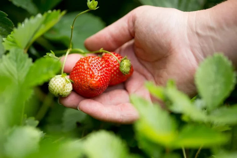 comment avoir une recolte abondante de fraises cet ete