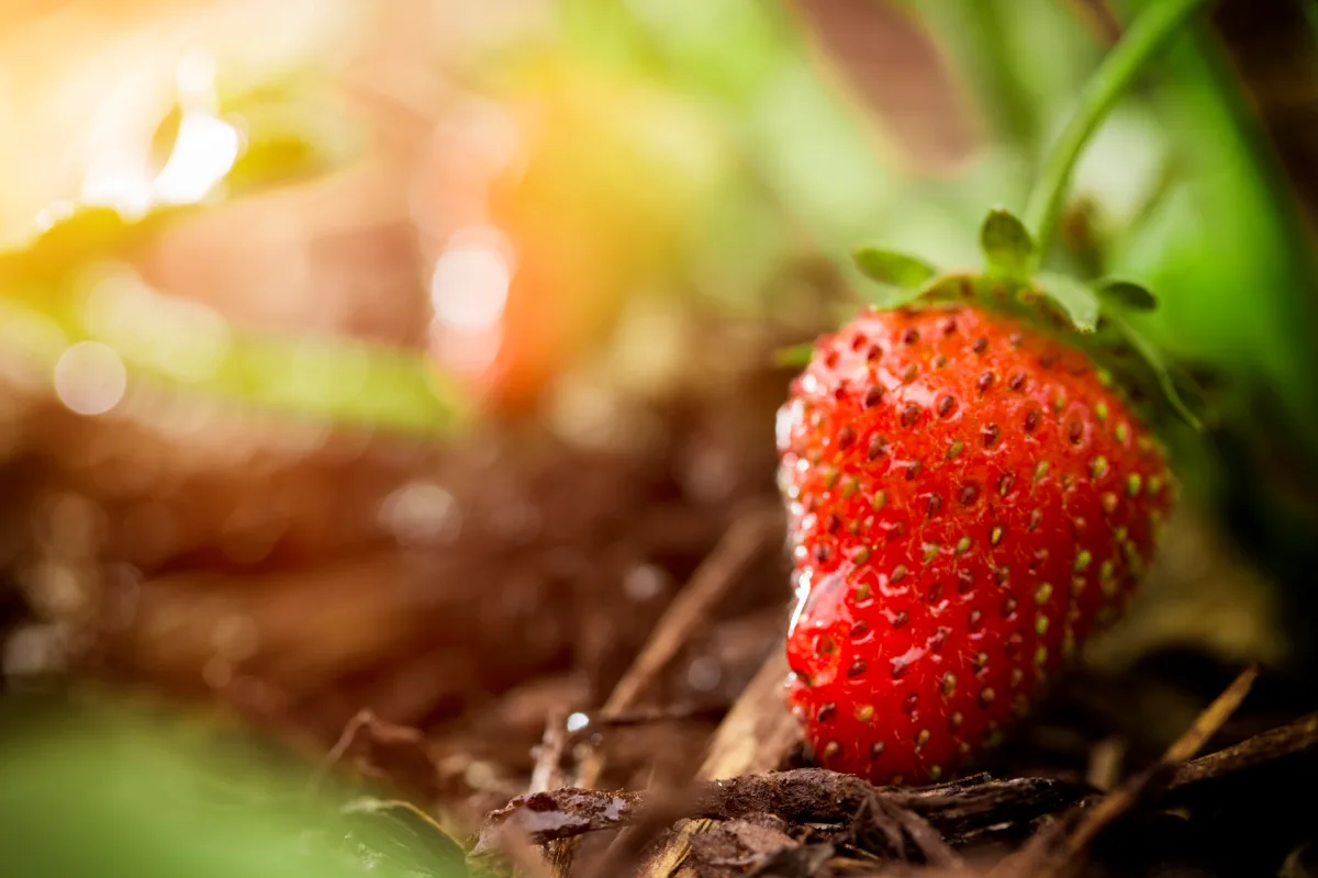 comment avoir une recolte abondante de fraises conseils