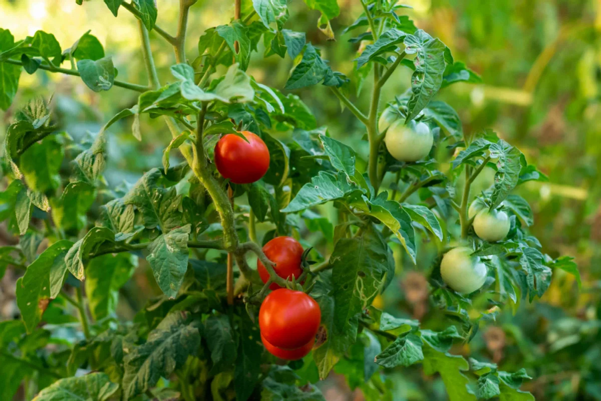 comment avoir une recolte abondante de tomates astuces