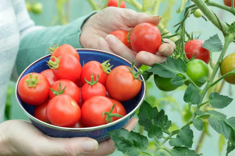 comment avoir une recolte abondante de tomates en 2023