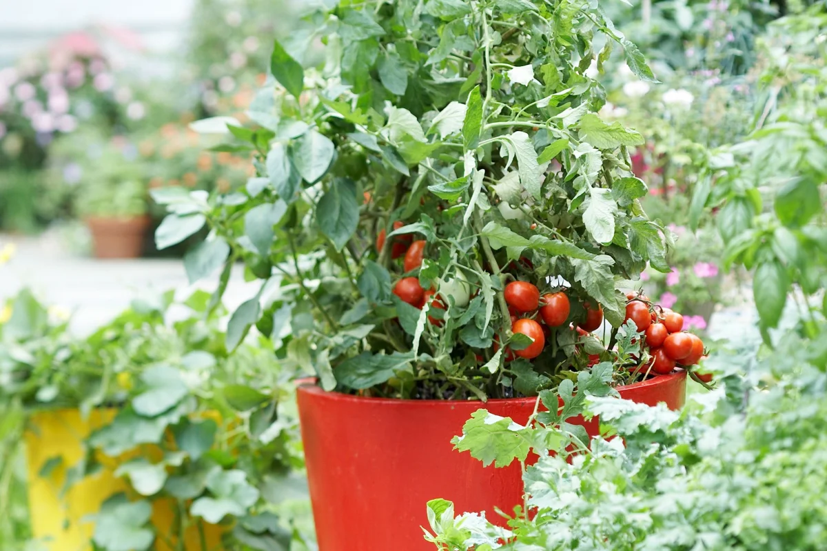 comment bien arroser les plants de tomates en pots