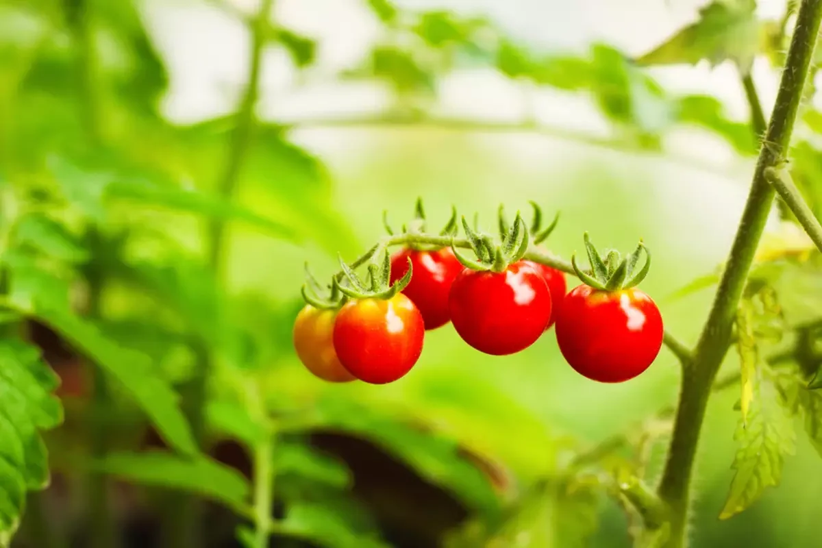 comment bien entrerenir les plants de tomates astuces des jardiniers