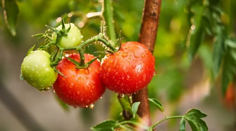 comment bien entretenir les plants de tomates au printemps