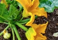 Pourquoi le bout de mes courgettes jaunissent et pourrissent ? Causes et remèdes