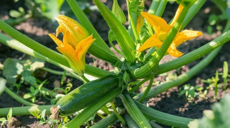 comment bien entretenir ses plants de courgettes au printemps