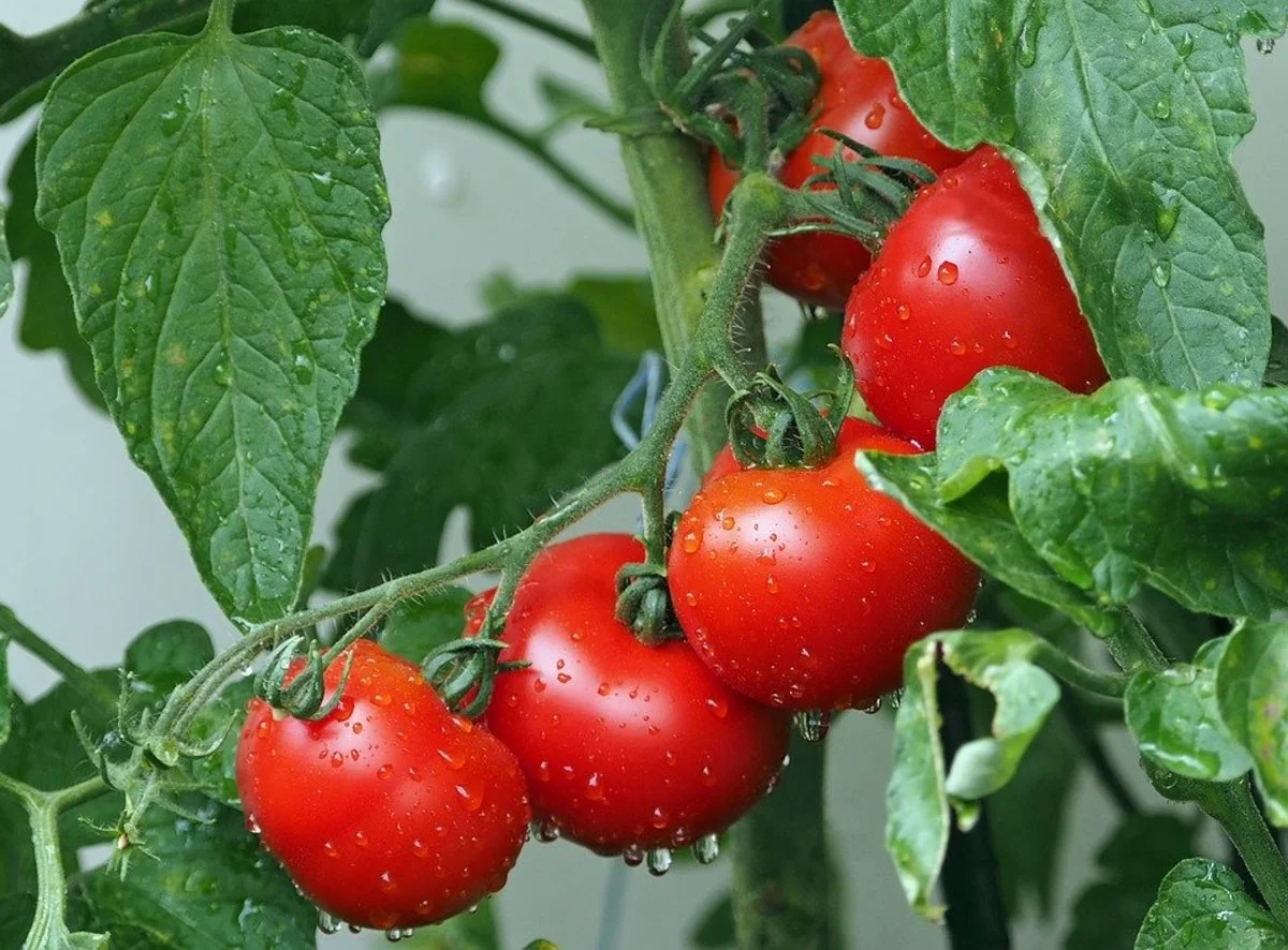 comment bien fertiliser les plants de tomates conseils de pro