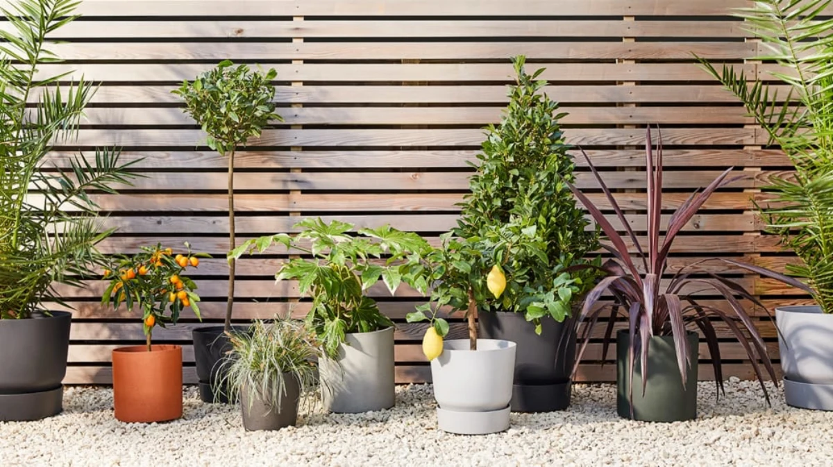 Choisir la bonne plante extérieure en pot sans entretien - Archzine.fr