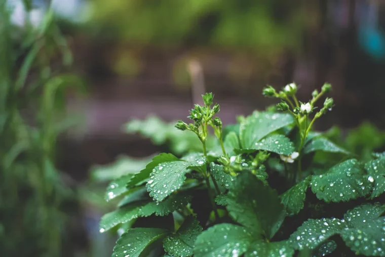 comment cultiver des herbes aromatiques au printemps que planter en avril au potager