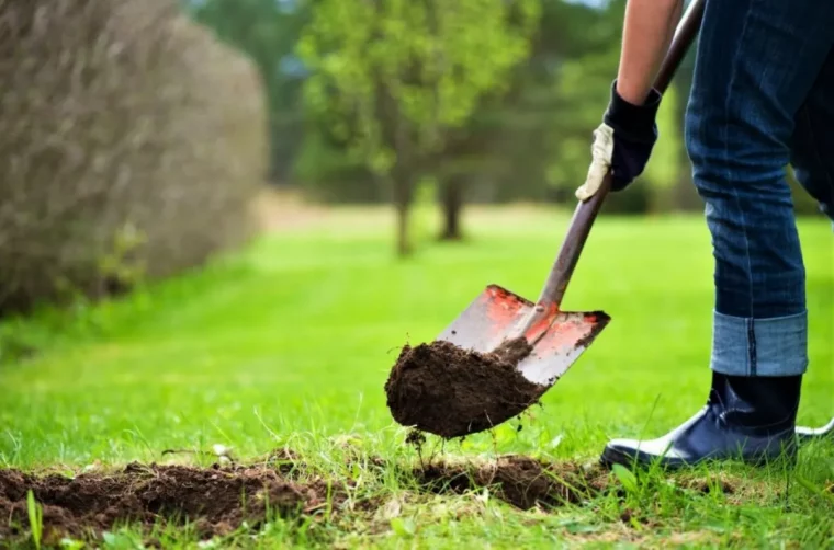 comment eliminer le trefle dans le gazon bel creuse la terre pelouse