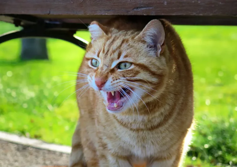 comment eloigner les chats un chat effraye dans le jardin