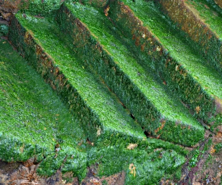 comment enlever la mousse sur une terrasse escaliers recouverts de mousse verte
