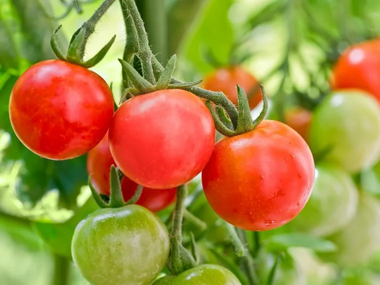 comment entretenir les plants de tomates pour qu ils prosperent