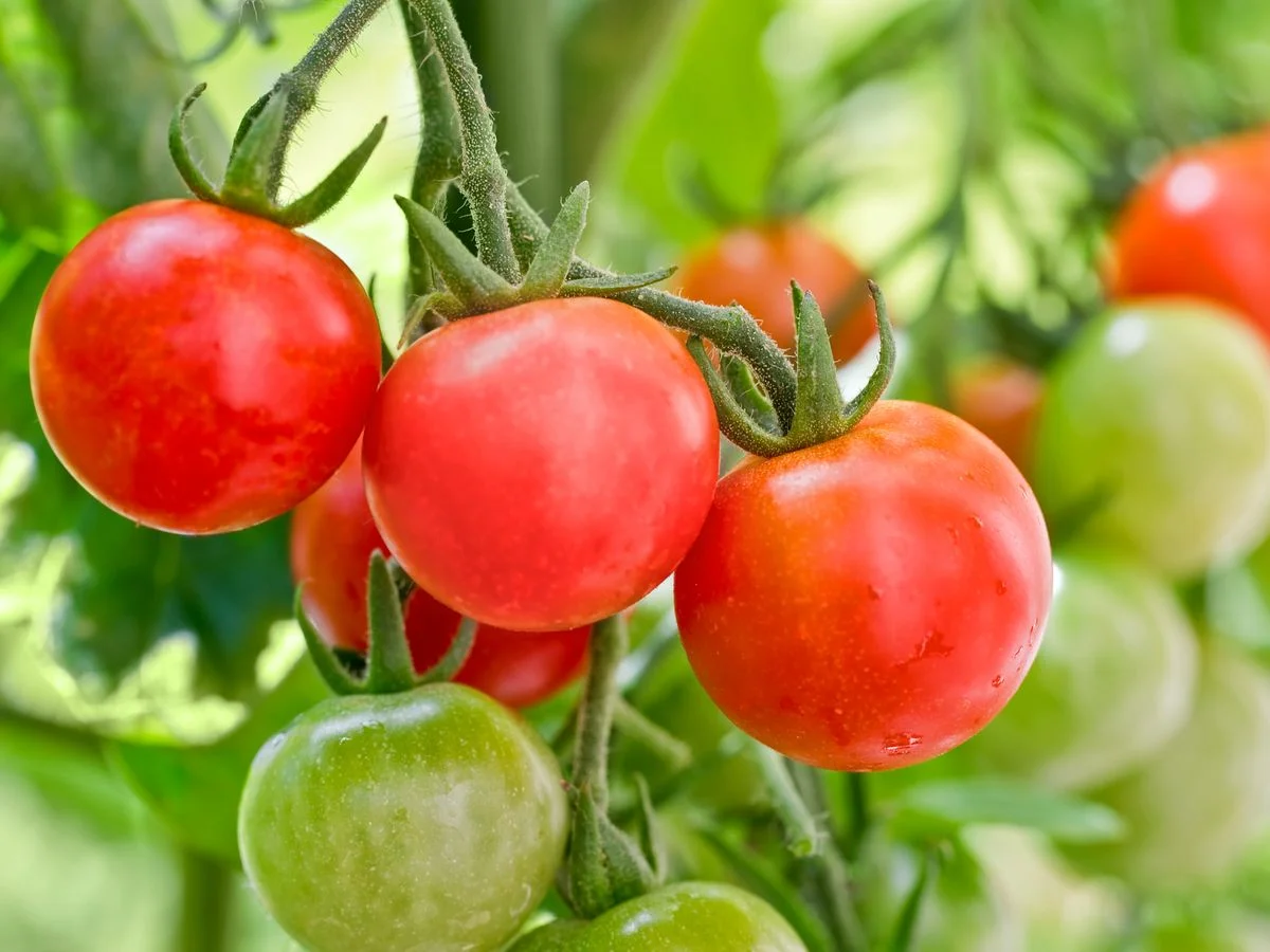 comment entretenir les plants de tomates pour qu ils prosperent fruits rouges