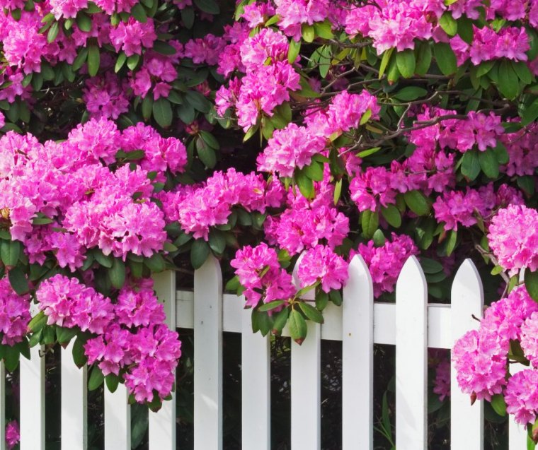 comment entretenir un rhododendron idée floraison plante de printemps