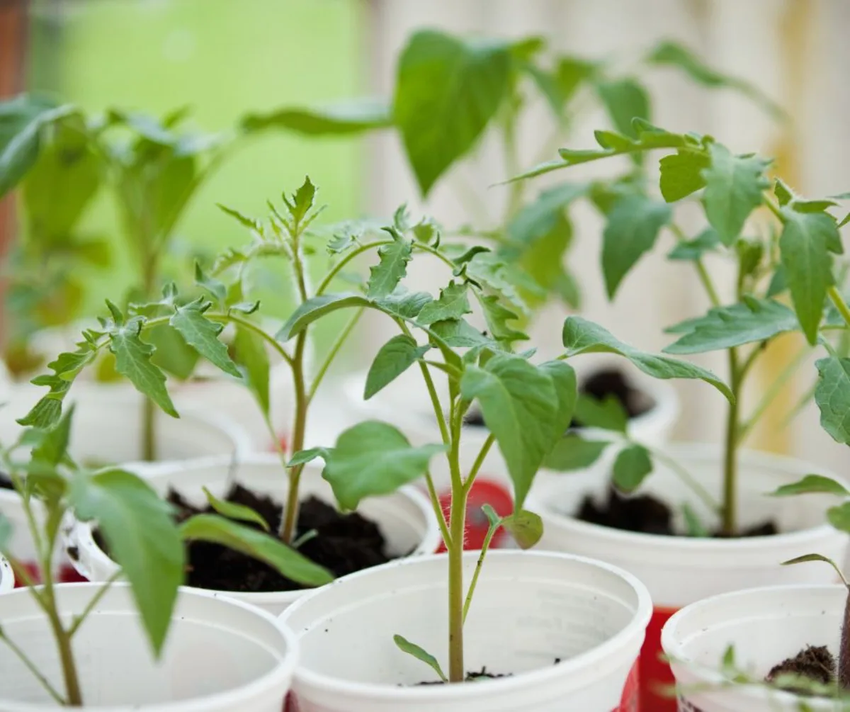 comment et quand repiquer les tomates en godets guide pratique jardin