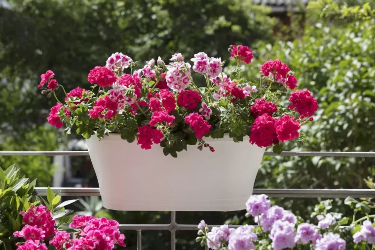 comment fabriquer de lengrais naturel geraniums sur un balcon