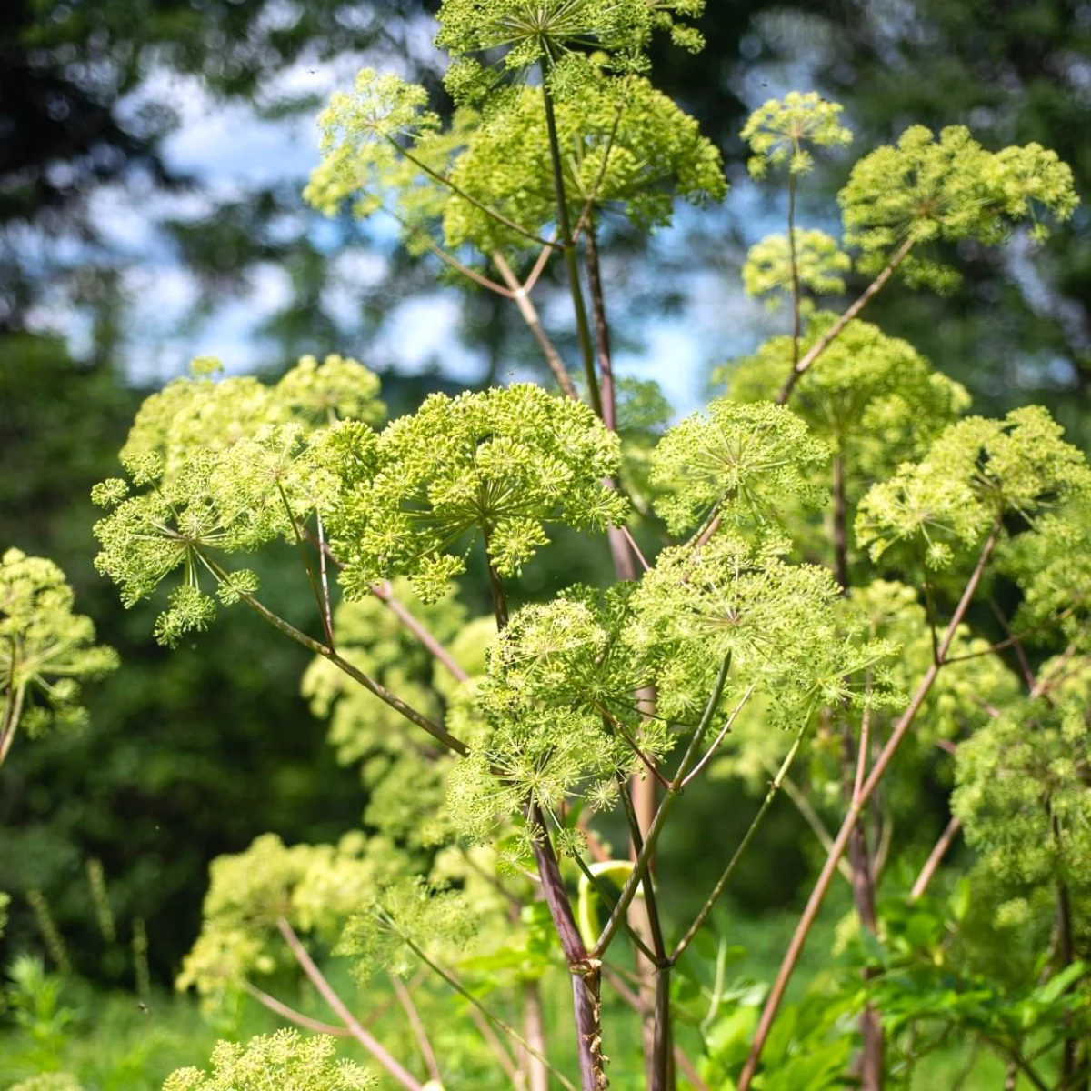 comment fabriquer un desherbant naturel feuilles vertes