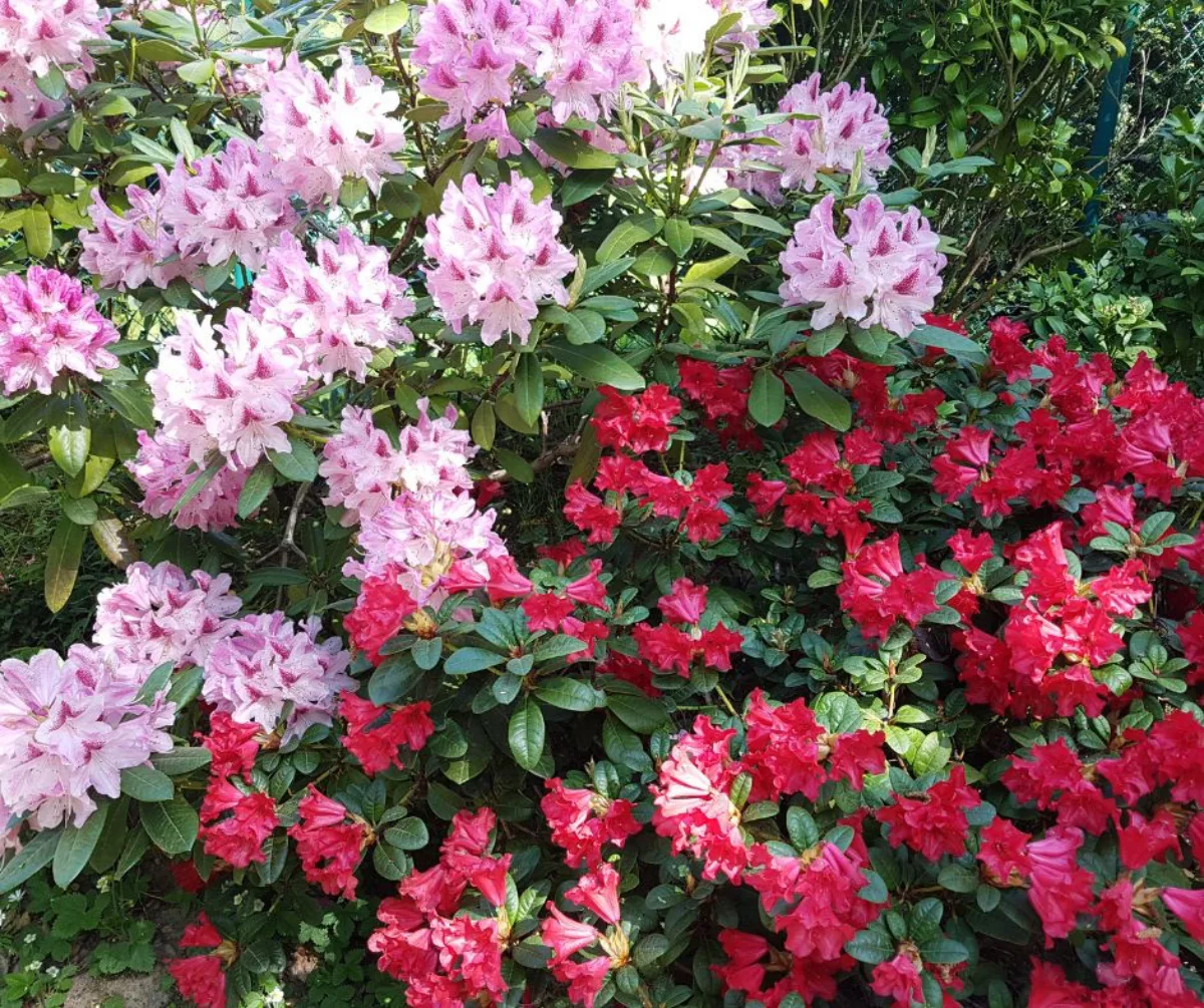 comment faire fleurir un rhododendron astuces de grand mère plante printemps fleuri