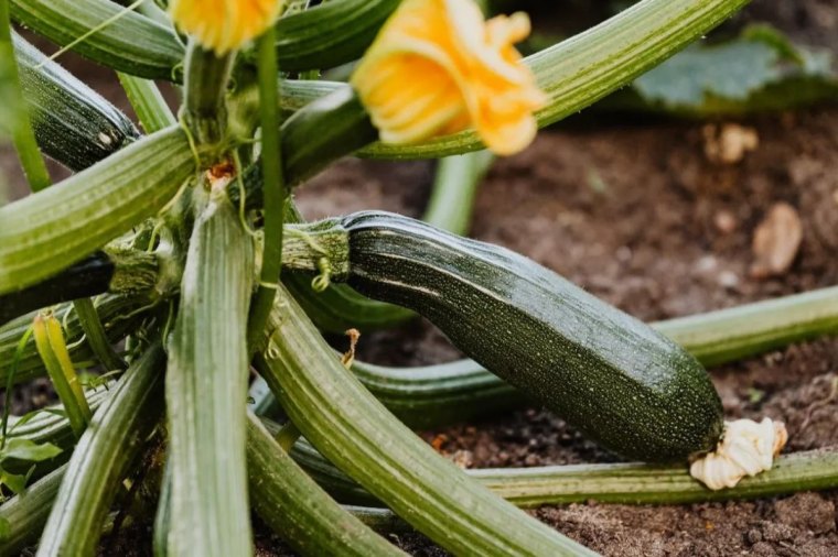 comment faire grossir les courgettes de maniere naturelle