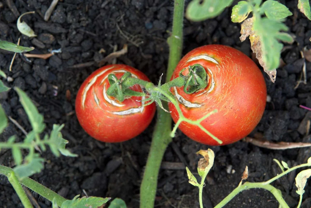 comment faire pour empecher les tomates de craquer