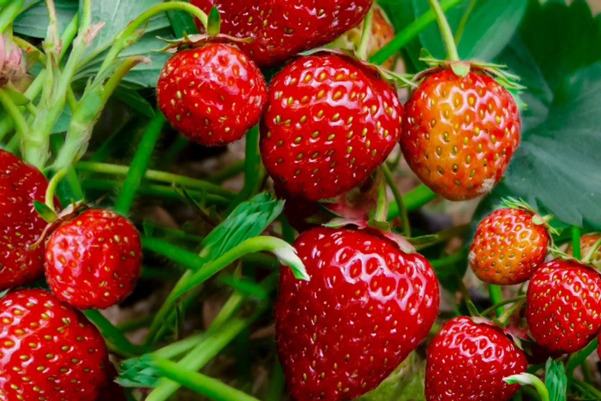 comment favoriser la fructification des fraisiers astuces