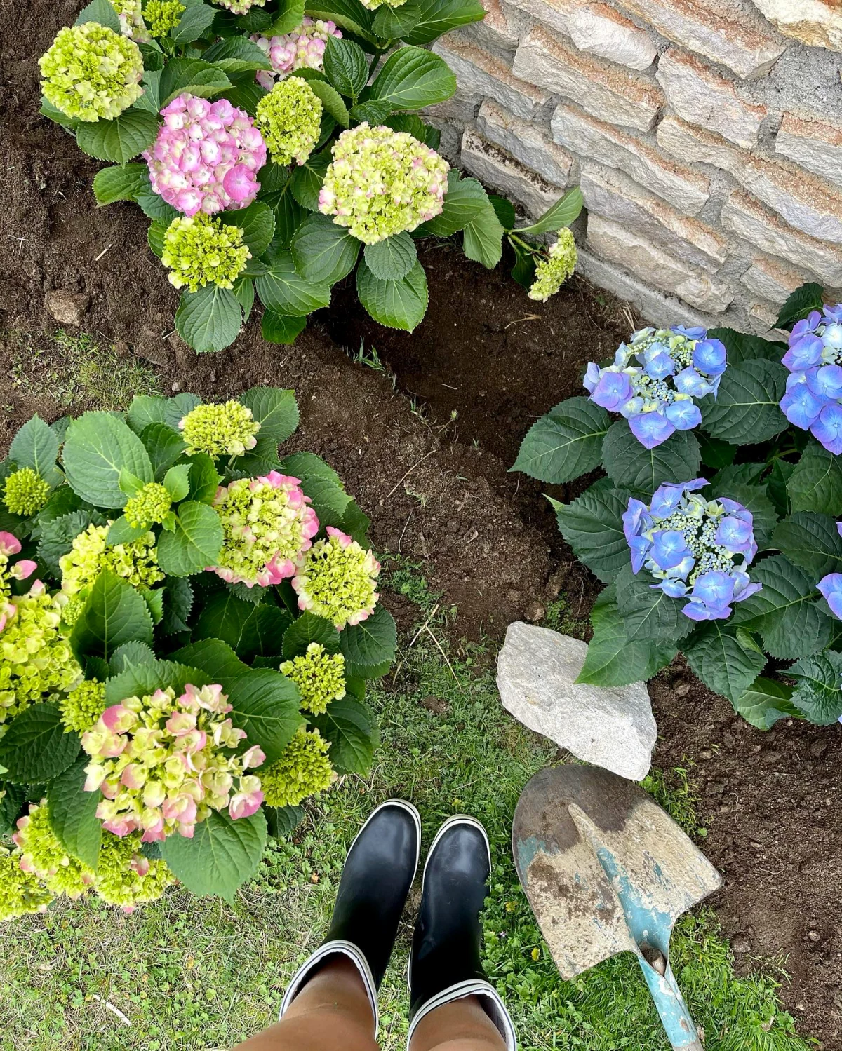 comment fertiliser les hortenisas fleurs bleues jaunes et feuilles vertes