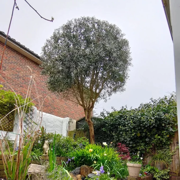 comment nourrir un oliver arbre jardin maison en brique