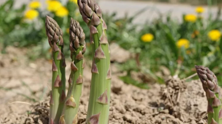 comment planter des asperges dans son potager en avril