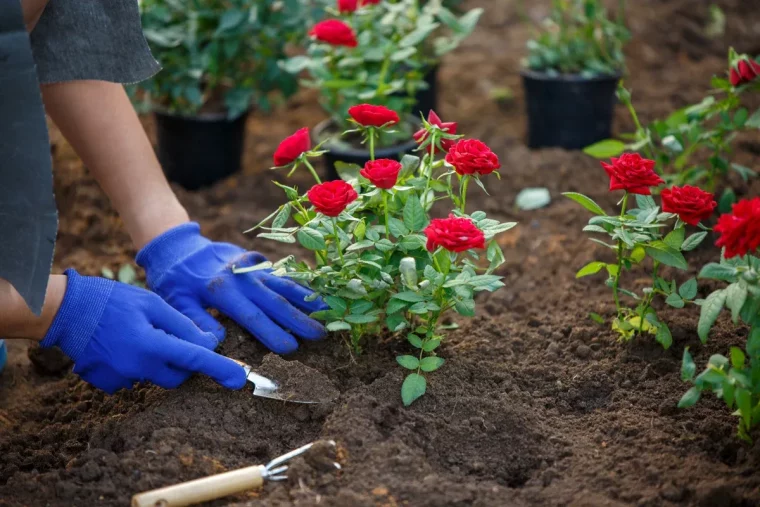 comment planter et entretenir les roses guide detaille