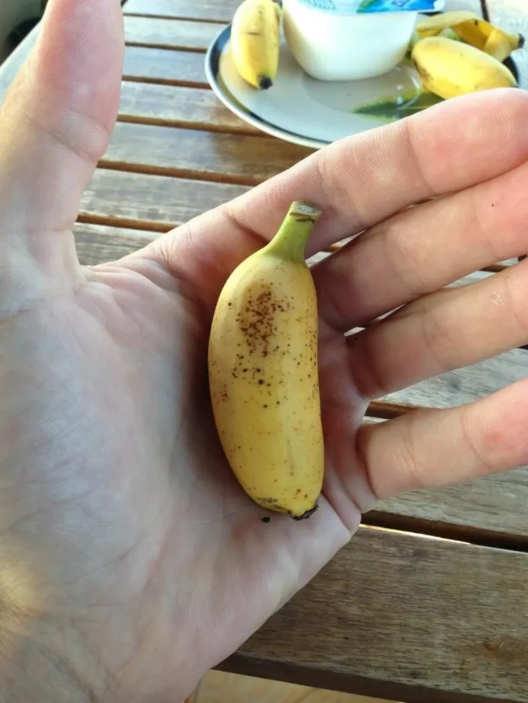 comment planter le bananier plantain petit fruit dansune main