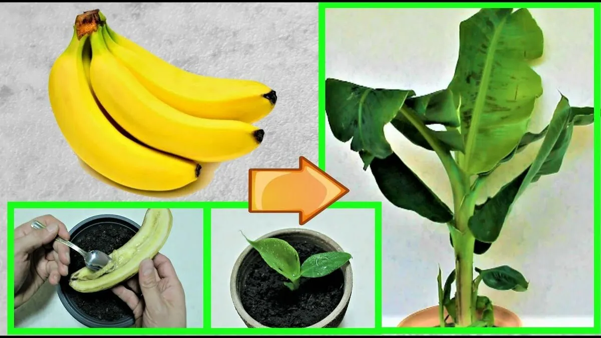 Cómo plantar un árbol de plátano para crecer más allá de la fruta