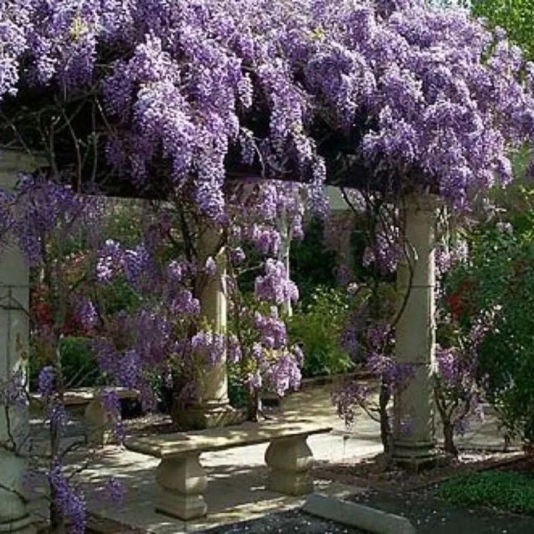 comment planter une glycine en pleine terre homme taille ses branches grosse glycine pergola