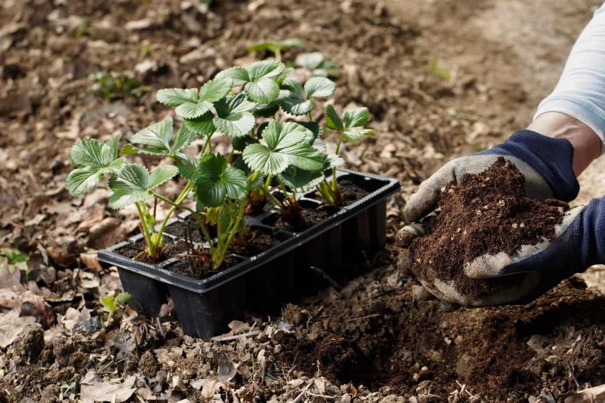 comment preparer le sol avant la plantation des fraisiers
