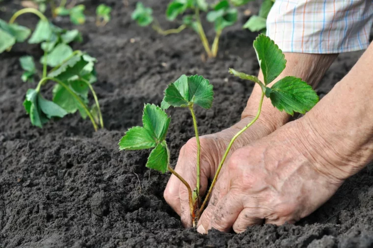 comment preparer le sol pour planter des fraisiers astuces