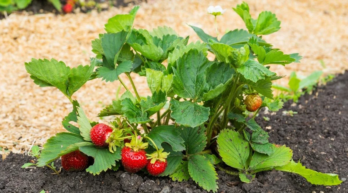 comment preparer les fraisiers au printemps pour avoir beaucoup de fraises