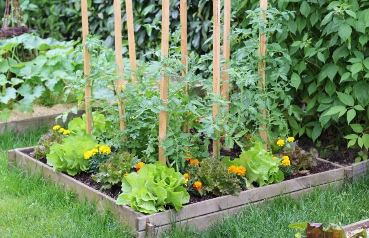 comment proteger les plants de tomates des ravageurs de maniere naturelle