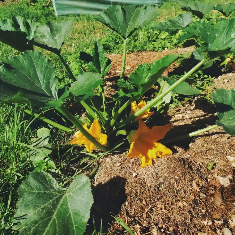 comment reussir la culture des courgettes astuces