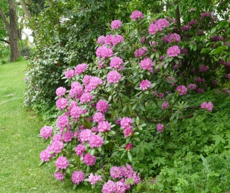comment s occuper d un rhododendron pour le faire fleurir quel sol choisir