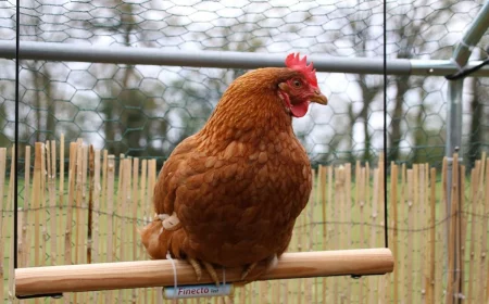 comment se debarrasser des asticots sur une poule