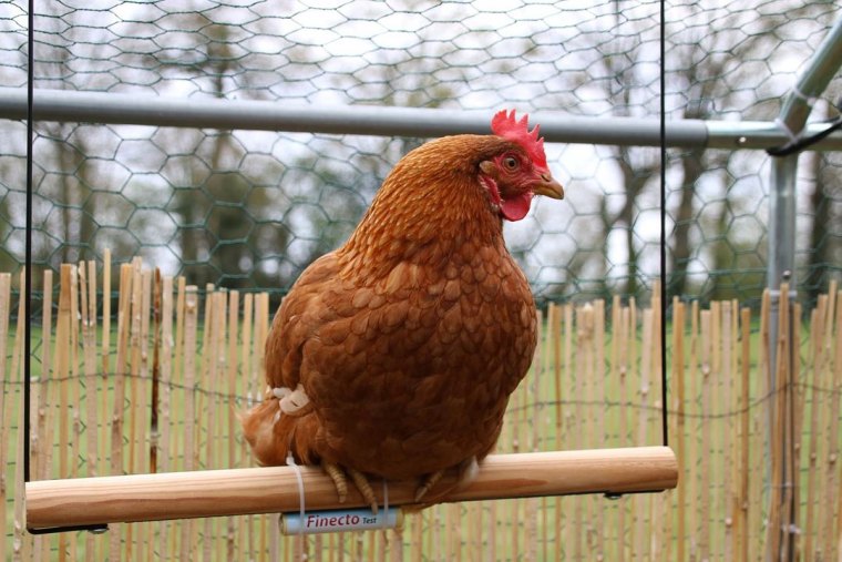 comment se debarrasser des asticots sur une poule