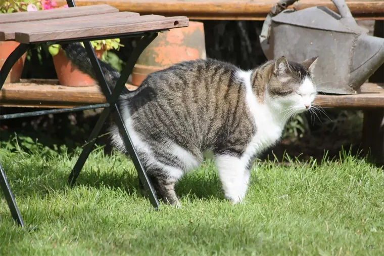 comment se debarrasser des chats des voisins qui font leurs besoins dans le jardin