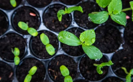 comment semer les graines de melon jeunes plants verts